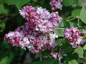 Syringa vulgaris 'Charles Joly'