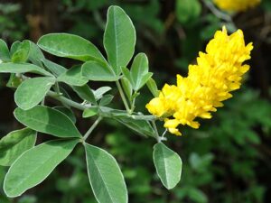 Cytisus battandierii 2