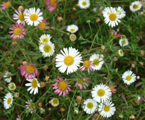 Erigeron karvinskianus