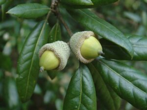 Quercus ilex acorns