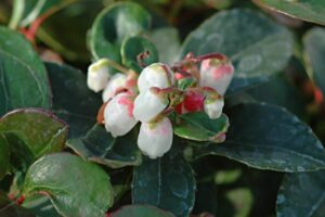 Gaultheria procumbens 1