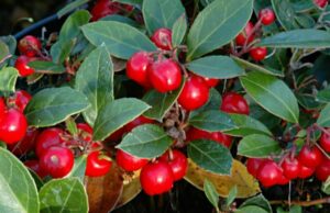 Gaultheria procumbens 2