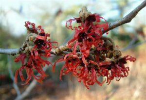 Hamamelis x intermedia 'Diane' is de mooiste roodbloeiende cultivar van de toverhazelaar.