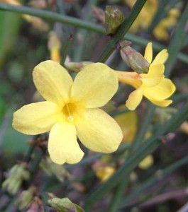 De Jasminum nudiflorum of winterjasmijn heeft de lente in zich(t)