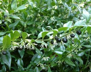 Sarcococca confusa : klein maar dapper vleesbesje