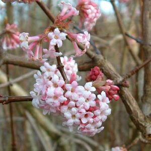 Viburnum x bodnantense 'Dawn' 2