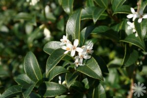 osmanthus_x_burkwoodii_I17882P96387