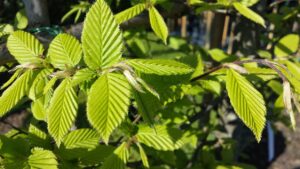 Carpinus betulus 01