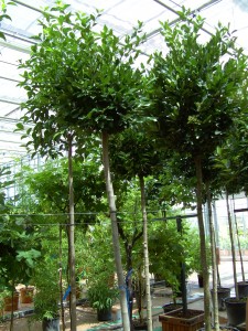 Ligustrum japonicum 'Texanum' op stam : een groenblijvend bolboompje met witte bloei.