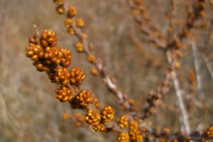 Dit jaar is de kans groot dat de suikers in de duindoornbessen (Hippophae rhamnoides) aan de struiken gisten tot alcohol. Dan kunnen we zatte trekvogels zoals kramsvogels en koperwieken in onze duinen aantreffen.