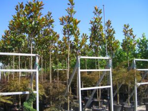 De groenbijvende beverboom heeft grote witte geurende bloemen