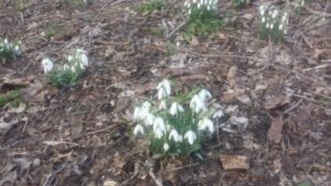 Galanthus1