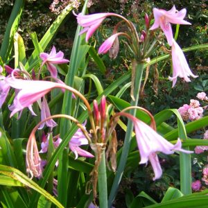 Crinum