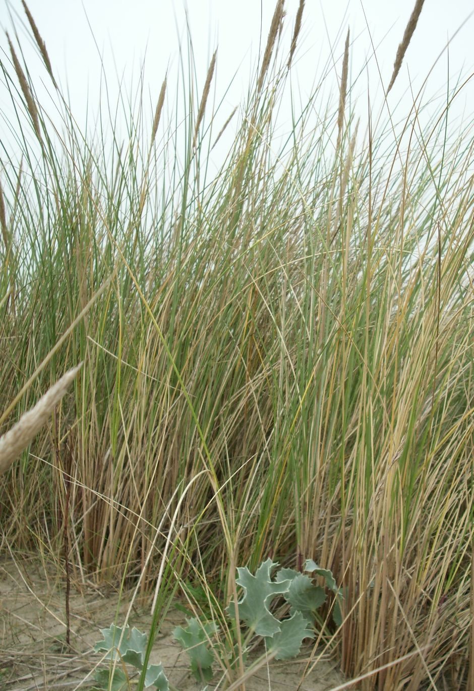 ammophila arenaria