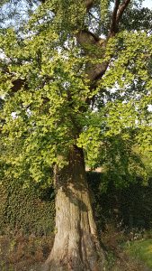 Ginkgo biloba park Veurne